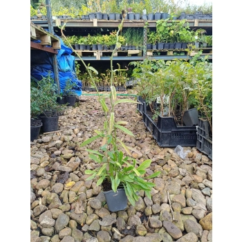 DZWONEK BRZOSKWINIOLISTNY błękitny - sadzonki 10 / 15 cm